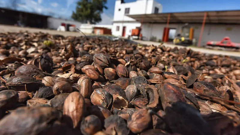 Productores de nuez le apuestan a lo orgánico